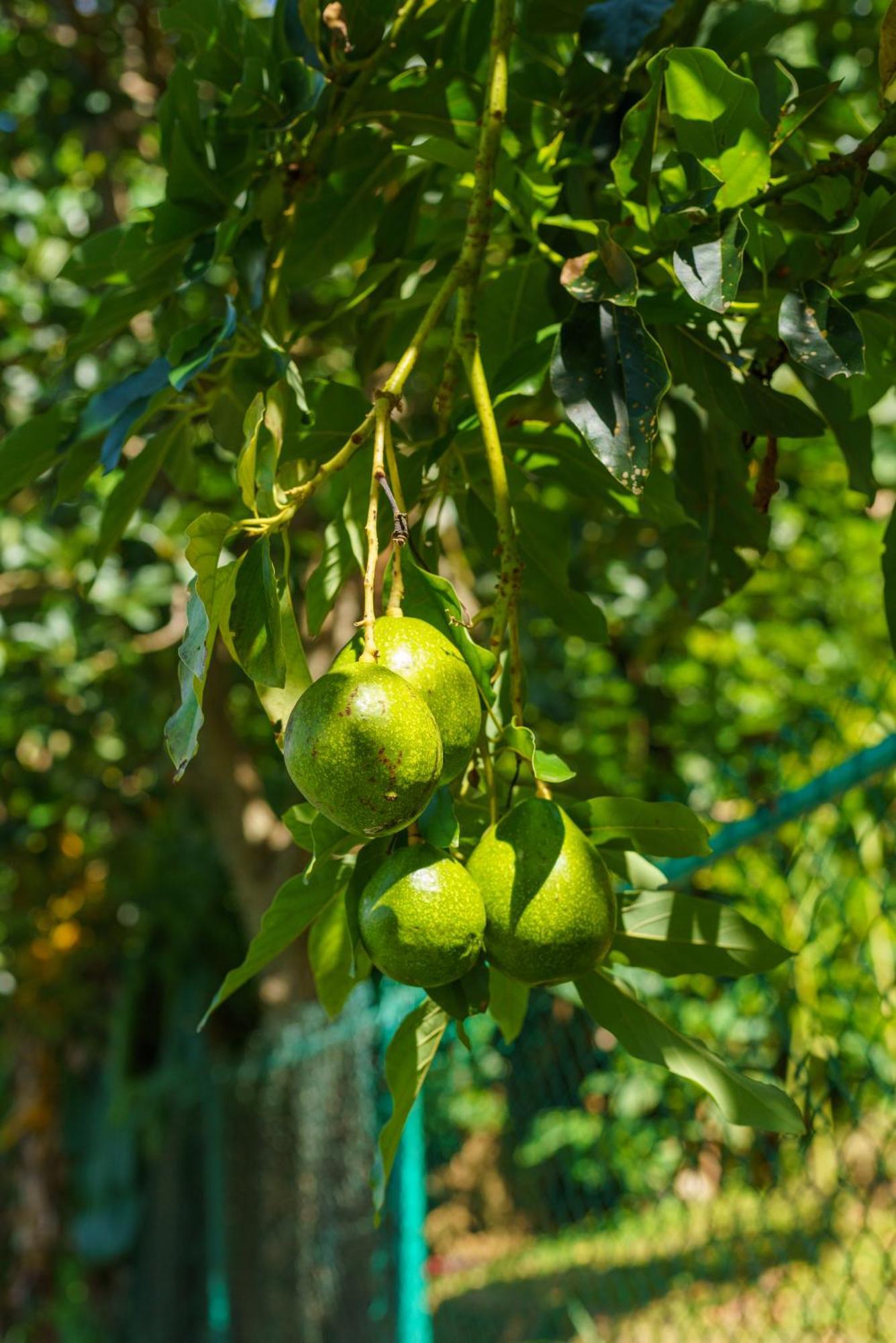 מלון Majentra אלה מראה חיצוני תמונה